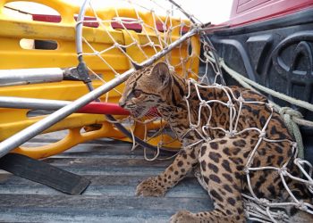 Corpo de Bombeiros de Feijó realiza a captura de Jaguatirica