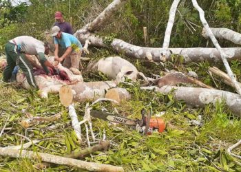 Durante o temporal da última terça, árvores caem e matam bois em Feijó