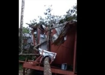 Árvore cai em cima de casa durante temporal em Feijó