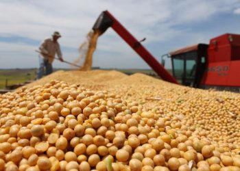 Soja avança 106% em apenas dois anos no Acre e Tarauacá vira celeiro agrícola