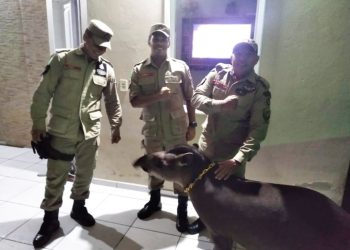 Feijó: Corpo de Bombeiros captura anta
