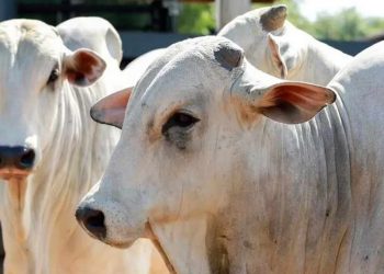 Rebanho bovino do Acre supera as 3 milhões de reses em 2020, aponta pesquisa IBGE; o 4º maior do Norte