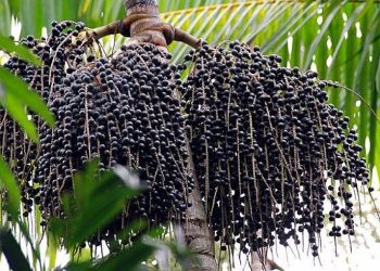 Açaí em caroço chega cada vez mais caro em Rio Branco e produto dá sinais de escassez