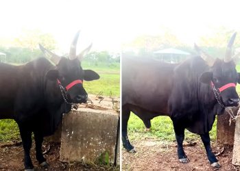 No Acre, boi de três chifres chama atenção nas redes sociais
