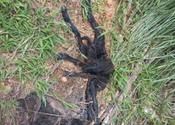 Carneiro nasce com 6 patas no ramal do 40, em Sena Madureira