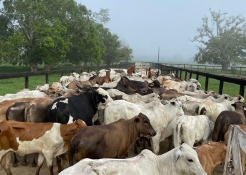 Agropecuária de Tarauacá mostra força no Leilão de São Francisco e arrecada R$ 300 mil