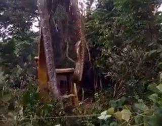 cobra gigantesca é retirada de floresta por escavadeira; veja