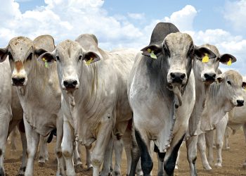 Acre segue livre da febre aftosa enquanto Brasil inicia 2ª etapa de vacinação