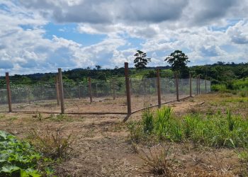 Tarauacá prepara Viveiro Municipal de mudas frutíferas com apoio da FUNTAC