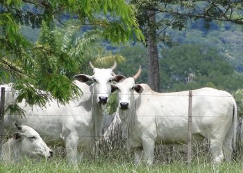 Orgulho para o Acre: parceria entre elos da pecuária viabilizou novo status sanitário