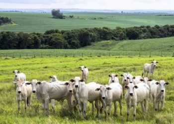 Dupla é presa após furtar rebanho de gado e tentar vendê-lo por R$ 50 mil, em Brasiléia