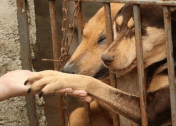 Governo do Acre publica lei que proíbe que condenados a maus tratos contra animais assumam cargo