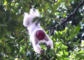 Nova espécie de macaco é encontrada em floresta às margens do rio Tarauacá