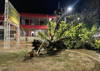 Chuvas com ventos fortes derruba árvore no centro de Tarauacá