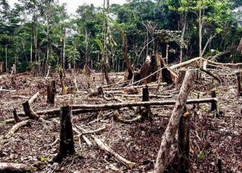 No Acre, multas ambientais somam mais de R$ 158 milhões, revela relatório do Ibama