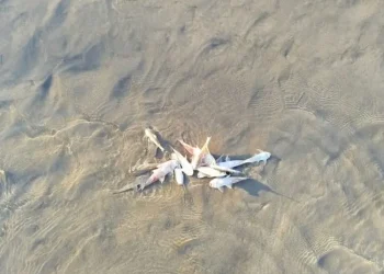 Governo envia equipe para investigar mortandade de peixes no Rio Murú
