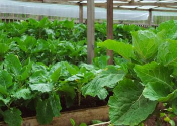 Unidade Penitenciária do município de Tarauacá investe em produção agrícola