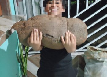 Produtor de Tarauacá colhe macaxeira de quase 20 kg