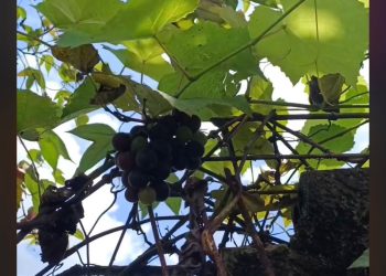 Moradora de Tarauacá colhe uvas após quatro anos de cultivo e caso chama atenção pela raridade na região
