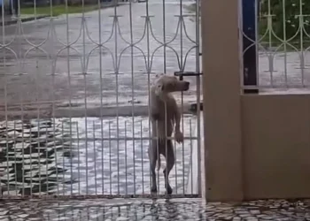 Pet “independente” abre portão da própria casa e diverte moradores de Tarauacá