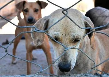 MPAC exige esclarecimentos sobre possível afastamento de servidores e pede cópia de sindicância por denúncia de maus-tratos em canil de Tarauacá