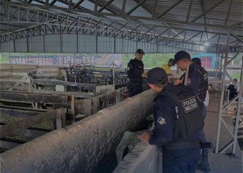 Polícia Militar apreende nova carga de gado suspeita de irregularidade em Tarauacá
