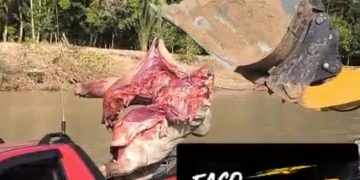 Sem matadouro municipal, Jordão mantém abate de animais sem fiscalização e expõe população a riscos sanitários