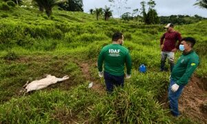 Idaf realiza vigilância sanitária em propriedades rurais de Tarauacá após registros de mortalidade bovina
