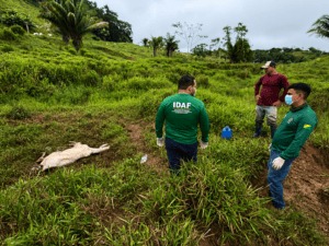 Idaf realiza vigilância sanitária em propriedades rurais de Tarauacá após registros de mortalidade bovina