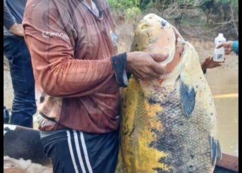 Tambaqui gigante é capturado nas águas do rio Macauã, em Sena Madureira