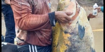 Tambaqui gigante é capturado nas águas do rio Macauã, em Sena Madureira