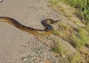 Sucuri de grande porte é encontrada atravessando a BR-364 na região de Tarauacá