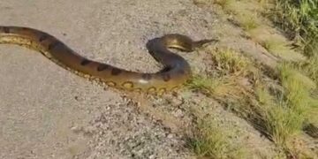 Sucuri de grande porte é encontrada atravessando a BR-364 na região de Tarauacá