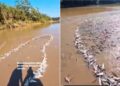 Vídeo mostra pescadores retirando grande quantidade de mandi do Rio Tarauacá, no Jordão