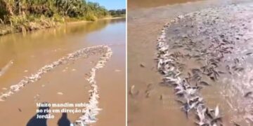 Vídeo mostra pescadores retirando grande quantidade de mandi do Rio Tarauacá, no Jordão