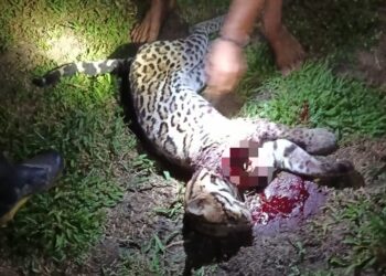 Jaguatirica ataca criança durante banho em aldeia no rio Gregório, em Tarauacá