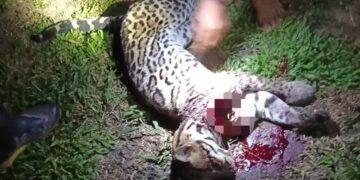 Jaguatirica ataca criança durante banho em aldeia no rio Gregório, em Tarauacá