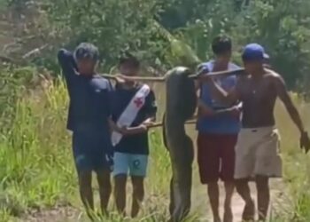 Indígenas encontram cobra de quase dois metros, carregam animal e devolvem à natureza em Feijó