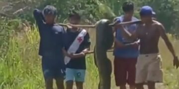 Indígenas encontram cobra de quase dois metros, carregam animal e devolvem à natureza em Feijó