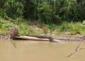 Cobra gigante chama atenção após ser fotografada às margens do rio Murú, em Tarauacá