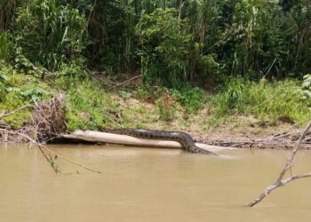 Cobra gigante chama atenção após ser fotografada às margens do rio Murú, em Tarauacá
