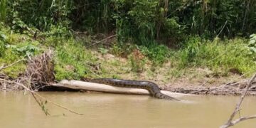 Cobra gigante chama atenção após ser fotografada às margens do rio Murú, em Tarauacá