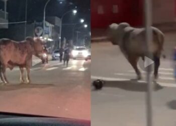 Bois de rodeio fogem de curral e causam correria pelas ruas de Sena Madureira