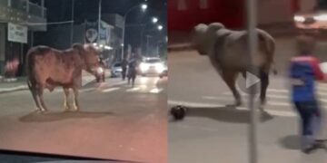 Bois de rodeio fogem de curral e causam correria pelas ruas de Sena Madureira