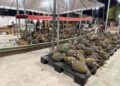 Tarauacá realiza 2ª Feira do Abacaxi e Agricultura Familiar com exposição de produtos e escolha do maior fruto