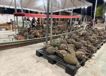 Tarauacá realiza 2ª Feira do Abacaxi e Agricultura Familiar com exposição de produtos e escolha do maior fruto