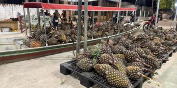 Tarauacá realiza 2ª Feira do Abacaxi e Agricultura Familiar com exposição de produtos e escolha do maior fruto