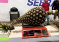 Produtor de Tarauacá vence concurso do maior abacaxi de 2026 com fruto de 12,290 kg e ganha R$ 10 mil