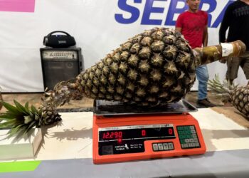 Produtor de Tarauacá vence concurso do maior abacaxi de 2026 com fruto de 12,290 kg e ganha R$ 10 mil