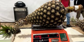 Produtor de Tarauacá vence concurso do maior abacaxi de 2026 com fruto de 12,290 kg e ganha R$ 10 mil